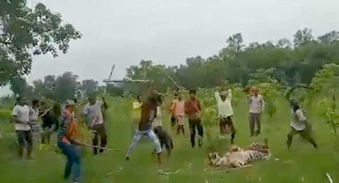 老虎保护区内村民围殴雌虎，全身骨折撑9小时身亡