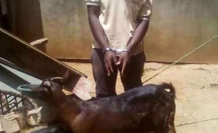 非洲男与农家羊“人兽交”，被捕后辩称征求过山羊同意