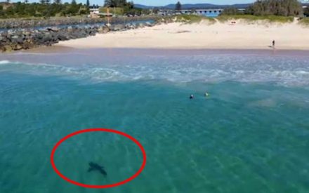 海岸惊魂！孩子们在浅滩嬉戏， 大白鲨跟踪而来（视频）