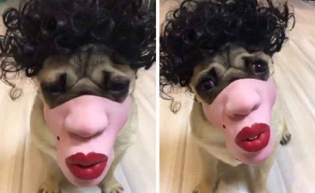 网友给她家的狗买了个口罩，牵出去吓人