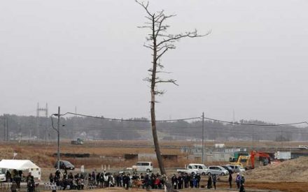 2018年还未到来，这些国家开始流行砍树？