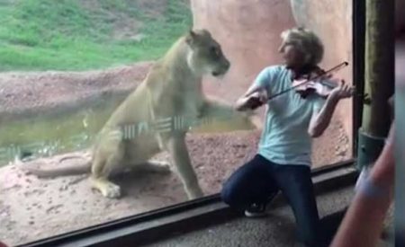 小提琴手动物园表演，母狮隔着玻璃扑向他